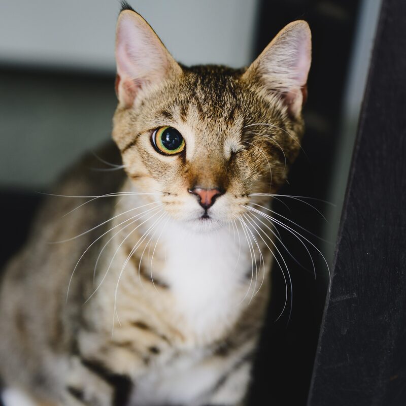 Dusty, young male cat available for adoption