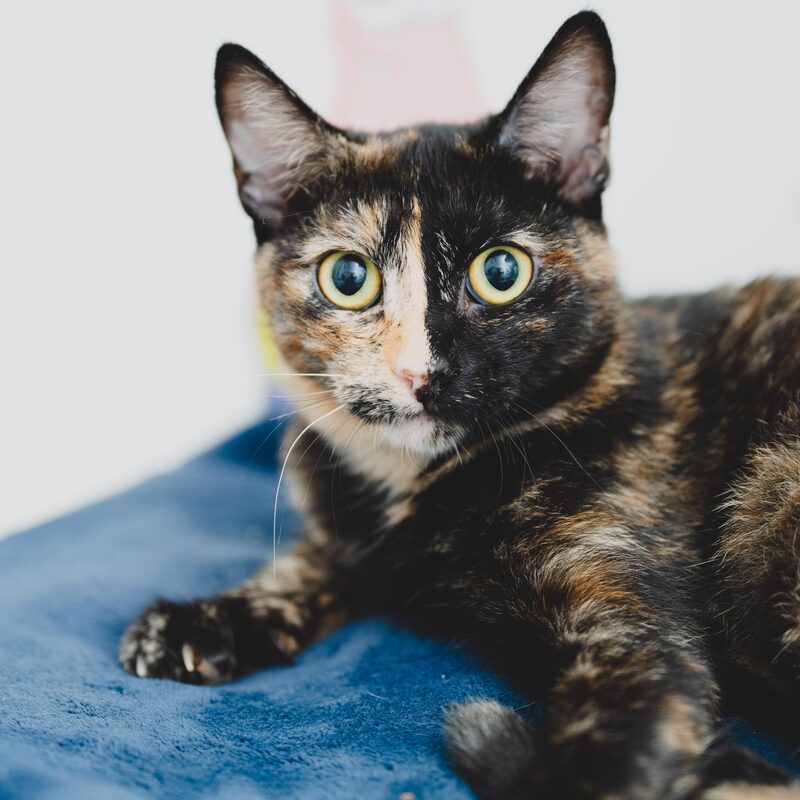 A tortoiseshell cat resting on a blue blanket