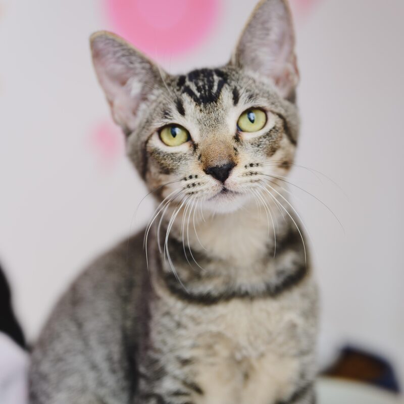 Horchata, young female cat available for adoption