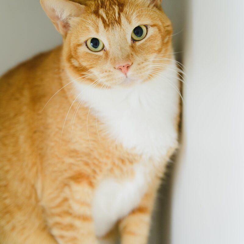 Jeff, adult male cat available for adoption