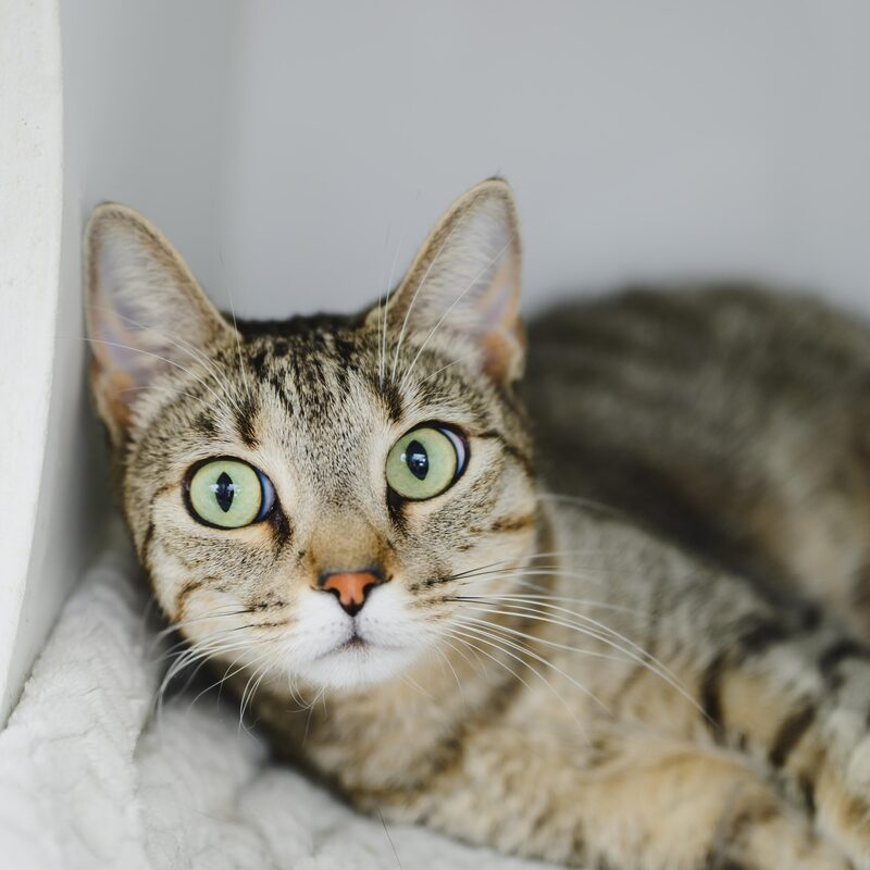 Lotus, adult female cat available for adoption