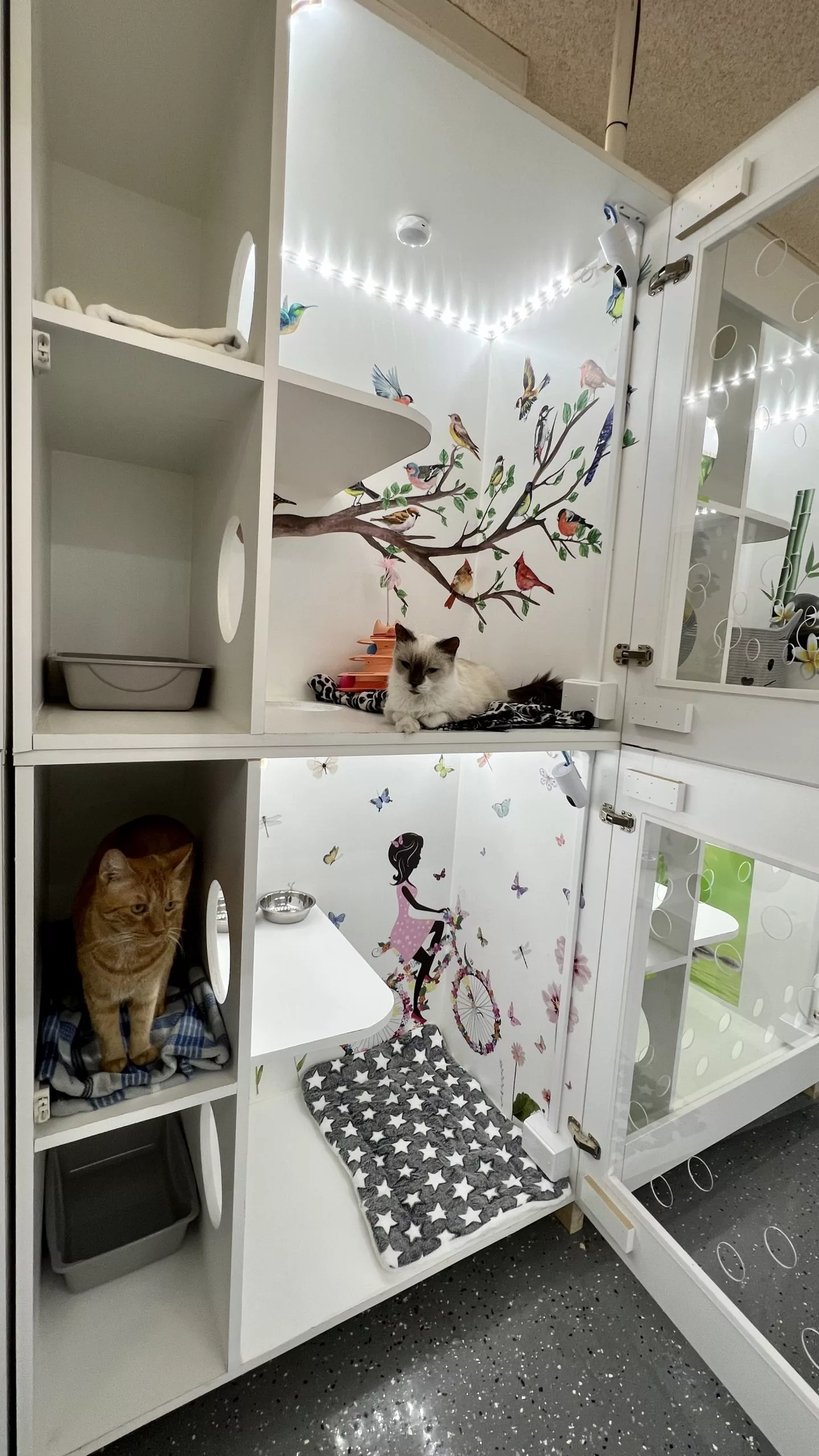 Lucky Paws Cat Resort suite area