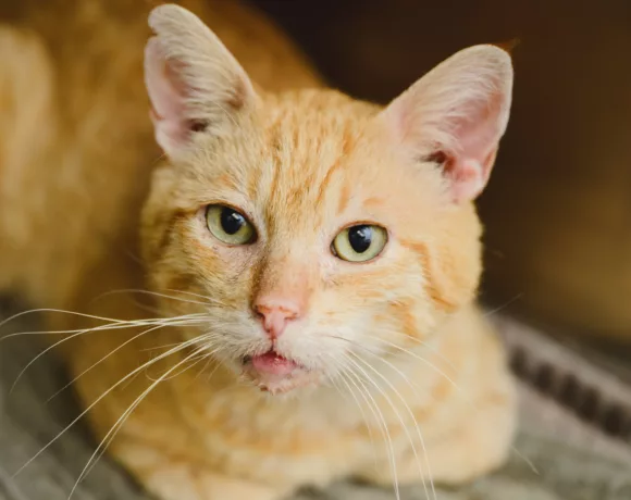 BUTTERSCOTCH BUTTERSCOTCH