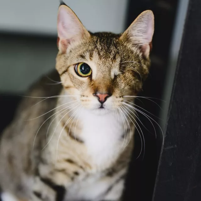 Dusty, young male cat available for adoption