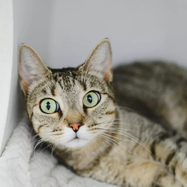 Lotus, adult female cat available for adoption